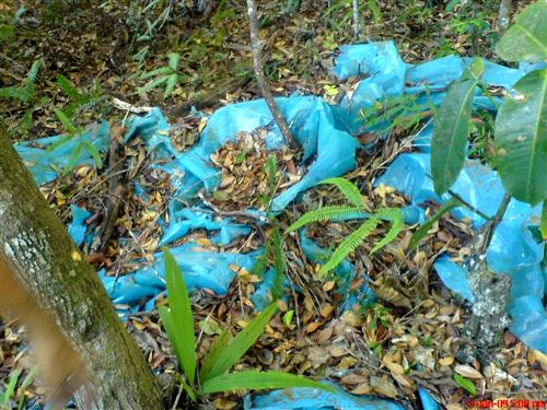 blue-sheets