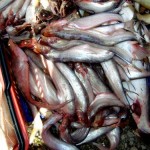 Sarawak timber firms blamed for mass fish deaths