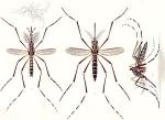 GM mozzies ... now, GM fish? What's next?
