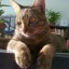 Siew Eng