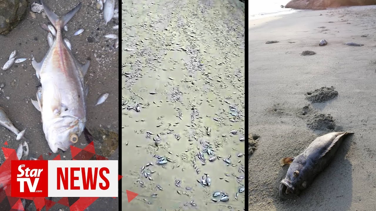 Now wild fish found dead in northern Penang Island